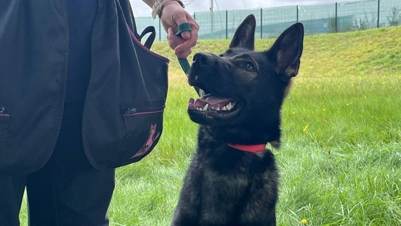 «Щенячий патруль» начали адаптировать к службе в аэропорту Южно-Сахалинска