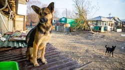 Администрация Южно-Сахалинска взяла на контроль условия содержания животных в приютах