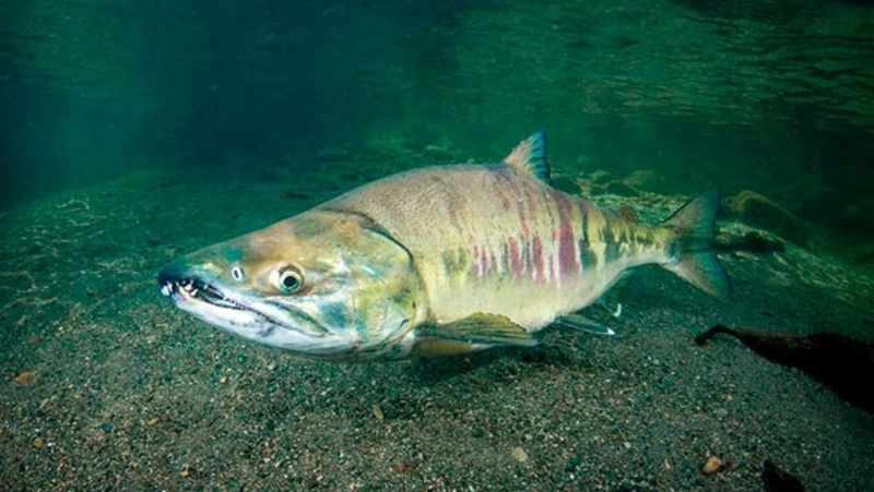 Специальные дни для прохода кеты введут в Сахалинской области