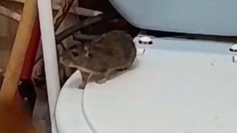  Жителей Охи встревожило вторжение крысы в квартиру через унитаз