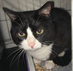 Кот, из-за которого вызывали МЧС и скорую на Сахалине, готов лететь в космос