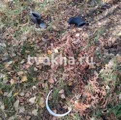 Сходили за ягодами: на севере Сахалина медведь напал на двух женщин — одна погибла