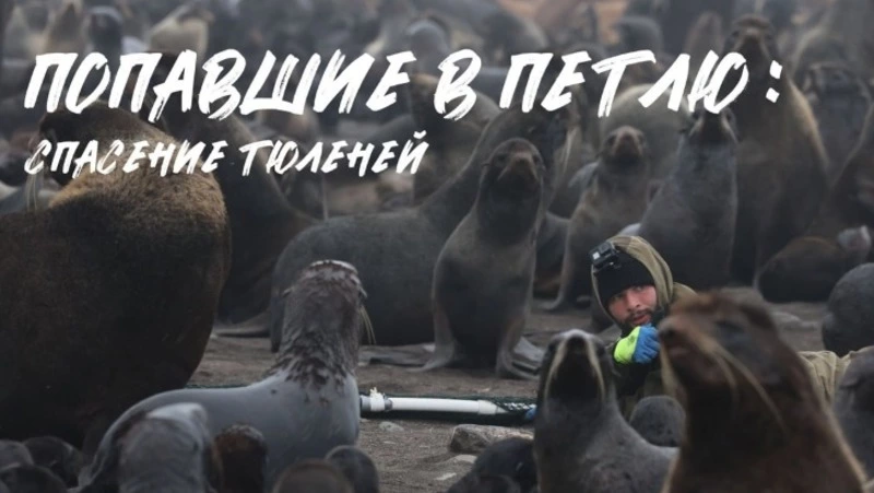 Попавшие в петлю: сахалинские волонтеры, спасавшие котиков, организовали фотовыставку в Петербурге