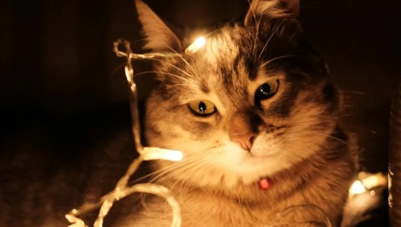 Дворец детского творчества и несколько улиц Южно-Сахалинска проведут без света 9 июля