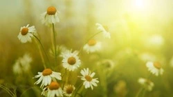 Синоптики рассказали о погоде в Сахалинской области в первый день июня