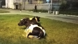 Коровы загадили тротуары и газоны в центре Охи