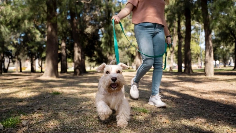 Четыре площадки для выгула собак оборудуют в Поронайске