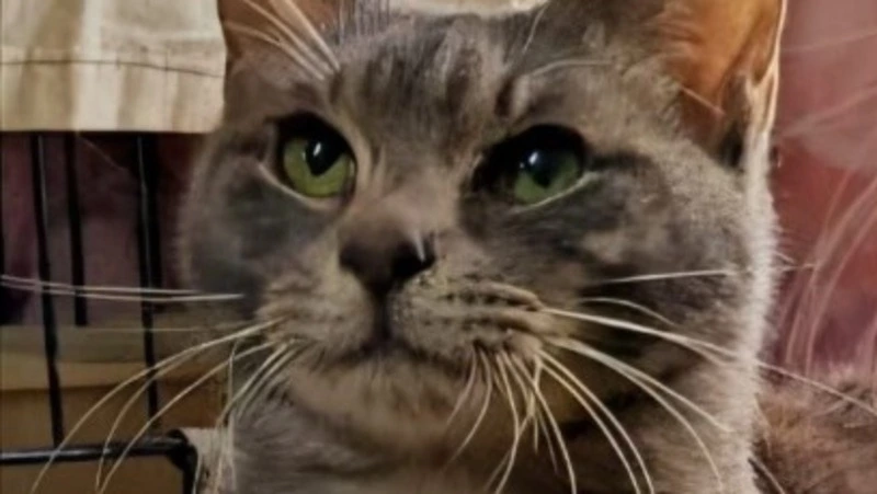 «Остался без лапки»: особенный кот мечтает провести Новый год в семье на Сахалине