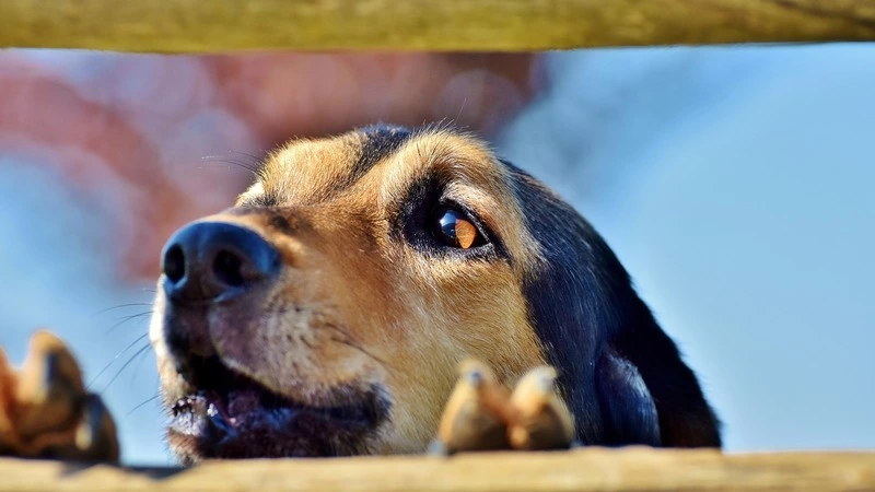 Скандально известный на Сахалине собачий питомник сгорел из-за теплых полов