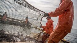 Рыбопромысловикам Сахалина обещают новшества