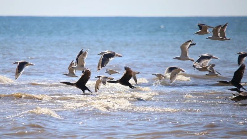 Госпрограмму развития Курил поправят до конца года