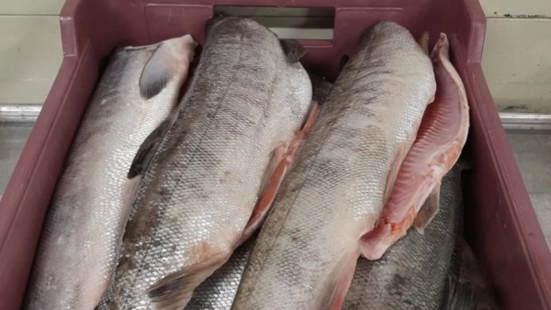 Свежую кету по 90 рублей за килограмм доставили на Итуруп 18 октября 