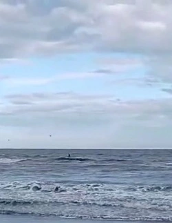 К побережью Поронайска подплыли сразу три косатки