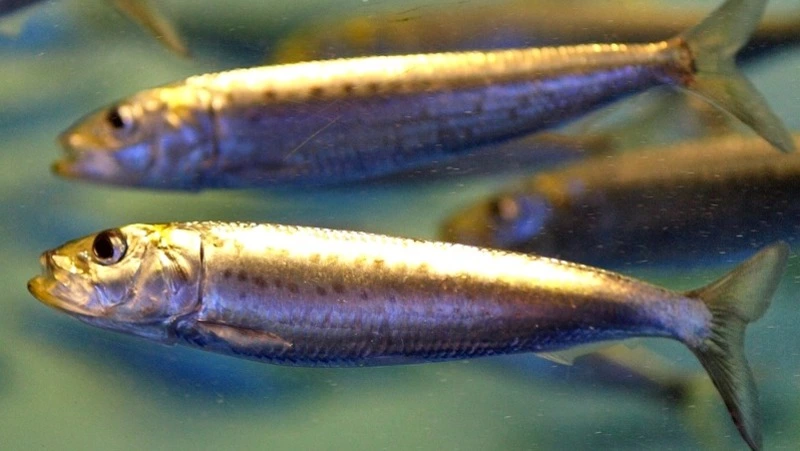 На Сахалине всерьез задумались о промысле сардины-иваси