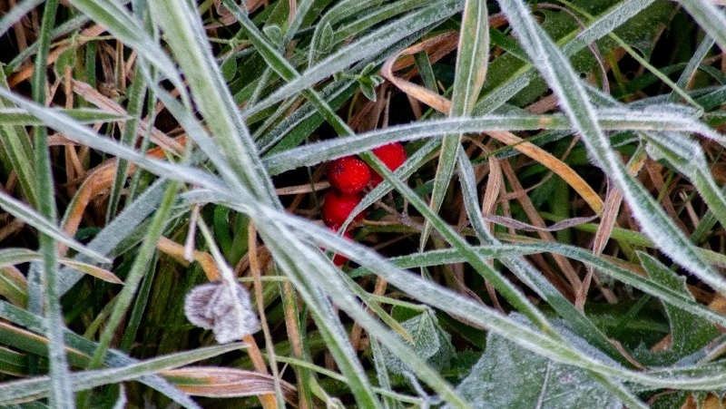 Пасмурную погоду спрогнозировали для Южно-Сахалинска на 30 октября