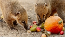 Зоопарк Южно-Сахалинска перешел на осеннее расписание
