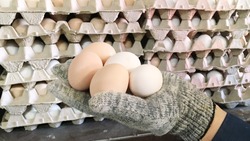 На птицефабрике «Островная» пообещали поставлять сахалинцам больше белых яиц
