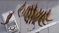 ВНИРО: численность травяной креветки снизилась у западного побережья Сахалина 