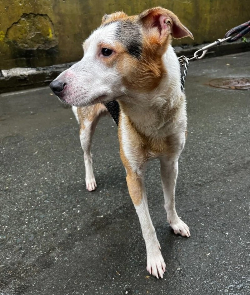 Пожар, СВО и надежда на чудо: история двух собак, которым нужна помощь сахалинцев