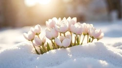 Снова ночная метель: прогноз погоды в Южно-Сахалинске на 18 марта