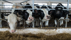 Cахалинские животноводы собираются сохранить один из лучших показателей по надоям молока в ДФО