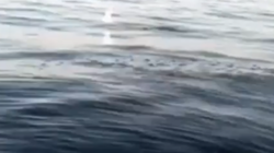 «Ее тут масса»: в Долинском районе рыбаки заметили рыбу-лапшу