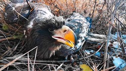 Глухонемой блогер рассказал на YouTube про найденного орла на Сахалине