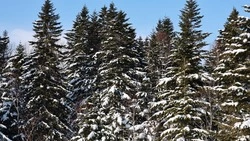 Замерзающего в лесу лыжника ищут вторые сутки на Сахалине