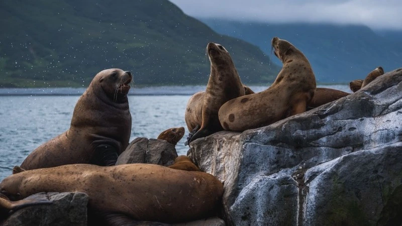 «Все как у людей»: видеограф показал типичные будни жизни сивучей на Сахалине