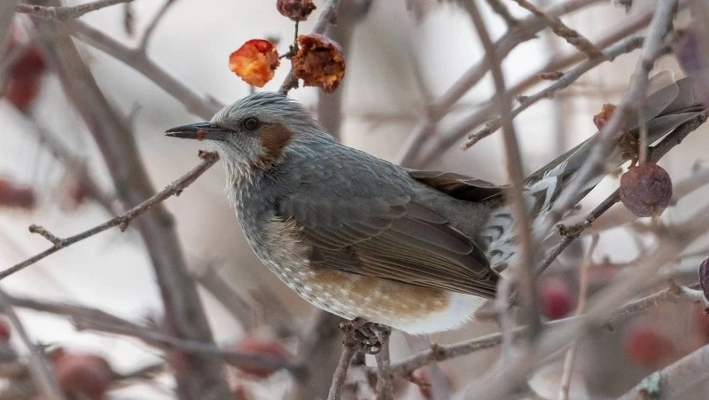 Рыжеухие бюльбюли совершили предновогодний налет на Кунашир