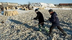 Активный промысел наваги завершился в заливе Терпения