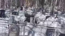 Медведь забрел на кладбище в Тымовском в поисках еды