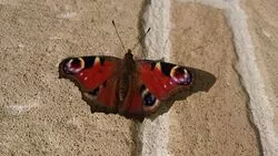 На Сахалине проснулись бабочки