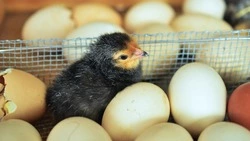 Антибиотики и лишняя вода: на Сахалине выявили проблемы с куриным мясом