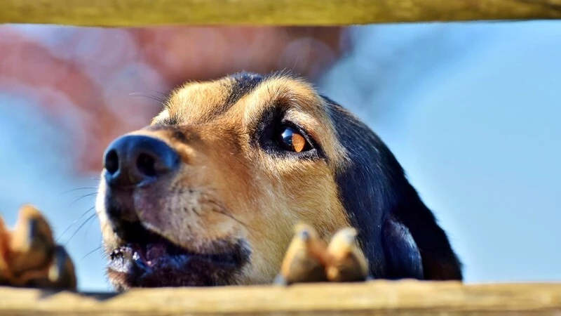 В Южно-Сахалинске за год отловят не менее 900 бродячих собак и кошек