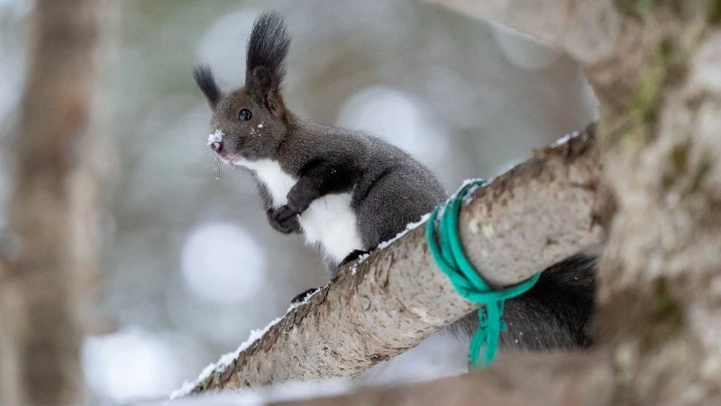 Метели и похолодание до -21 градуса накроют Сахалин и Курилы в начале декабря