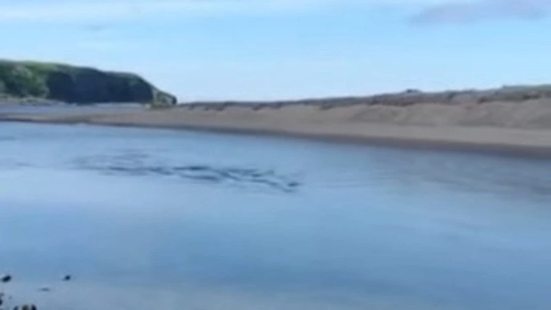 Рыбак показал, как горбуша идет на нерест на северных Курилах