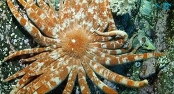 Сивучи, звезды и ламинария: видео морских обитателей Сахалина показали в Москве