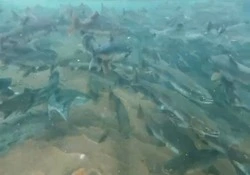 Нерест рыбы в водопаде на Итурупе показал сахалинский путешественник