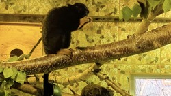 Обезьянки тамарины из Сахалинского зоопарка показали свою неподкупность