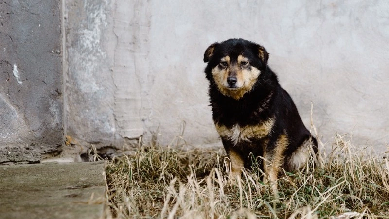 Прокуратура Углегорска организовала проверку после нападения собаки на ребенка
