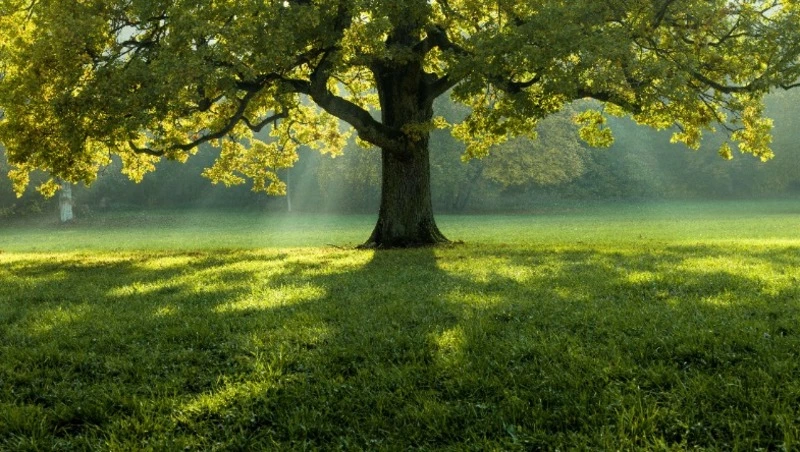 Приметы обо всем на 31 мая 2023 года: что можно и нельзя делать в этот день