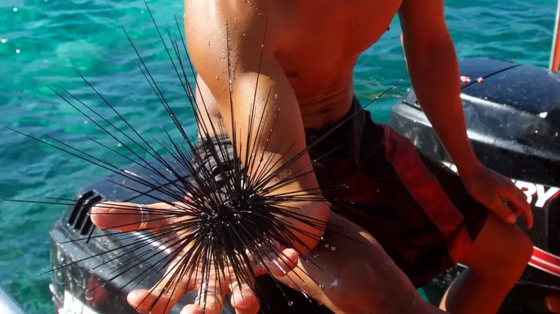 Миллионы рублей потратят на Сахалине на изучение приморского гребешка и бурых водорослей