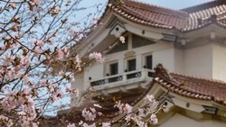 Сакура зацвела в Южно-Сахалинске возле краеведческого музея