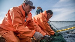 Разрешения на добычу лососевых получили еще 3 компании на Сахалине