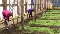 Сочные огурцы и помидоры выращивают на Курилах и отправляют на Камчатку