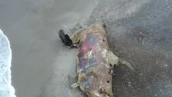 Огромная мертвая косатка стала обедом для медведя и орланов на севере Сахалина