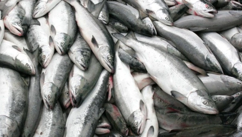 Российские промысловики первенствуют в добыче тихоокеанского лосося