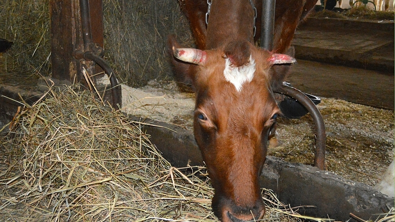 На лугу пасутся ко…