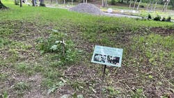 Вандалы уничтожили краснокнижную Лилию Глена в главном парке Южно-Сахалинска
